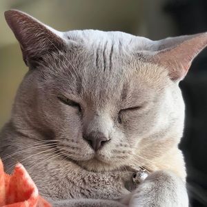 Meet your Posher, Carol